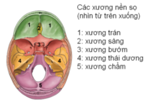 Description: xương nền sọ.PNG