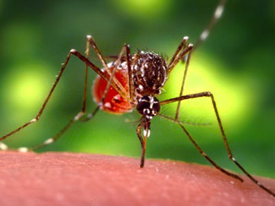 Muỗi Aedes aegypti truyền bệnh sốt xuất huyết Dengue