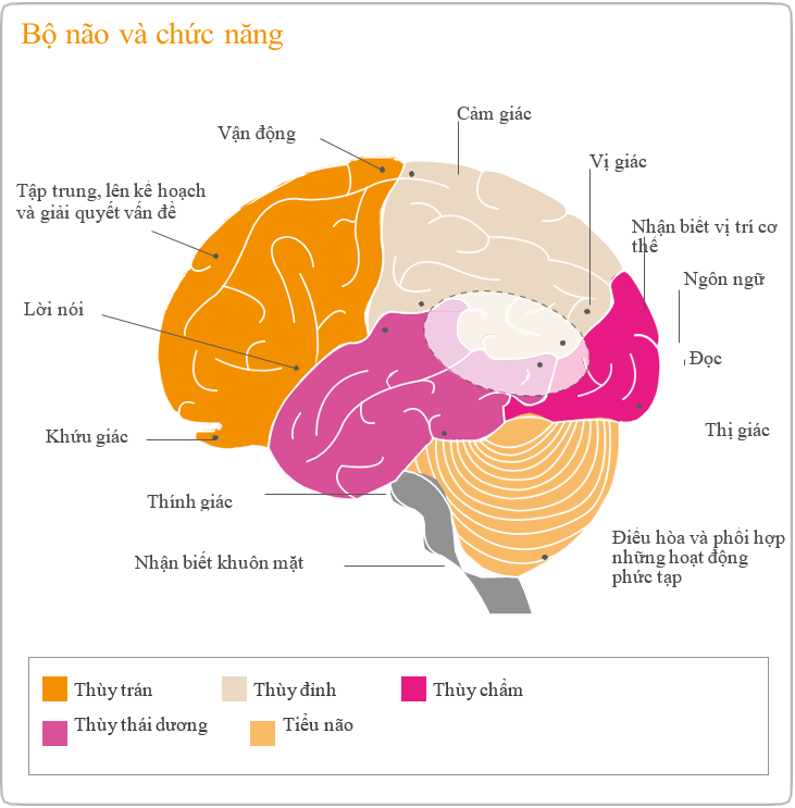 bộ não và chức năng