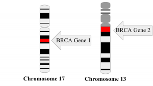 Gen BRCA1 và BRCA2