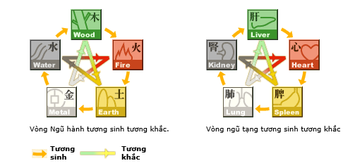 Vòng ngũ hành và ngũ tạng tương sinh tương khắc
